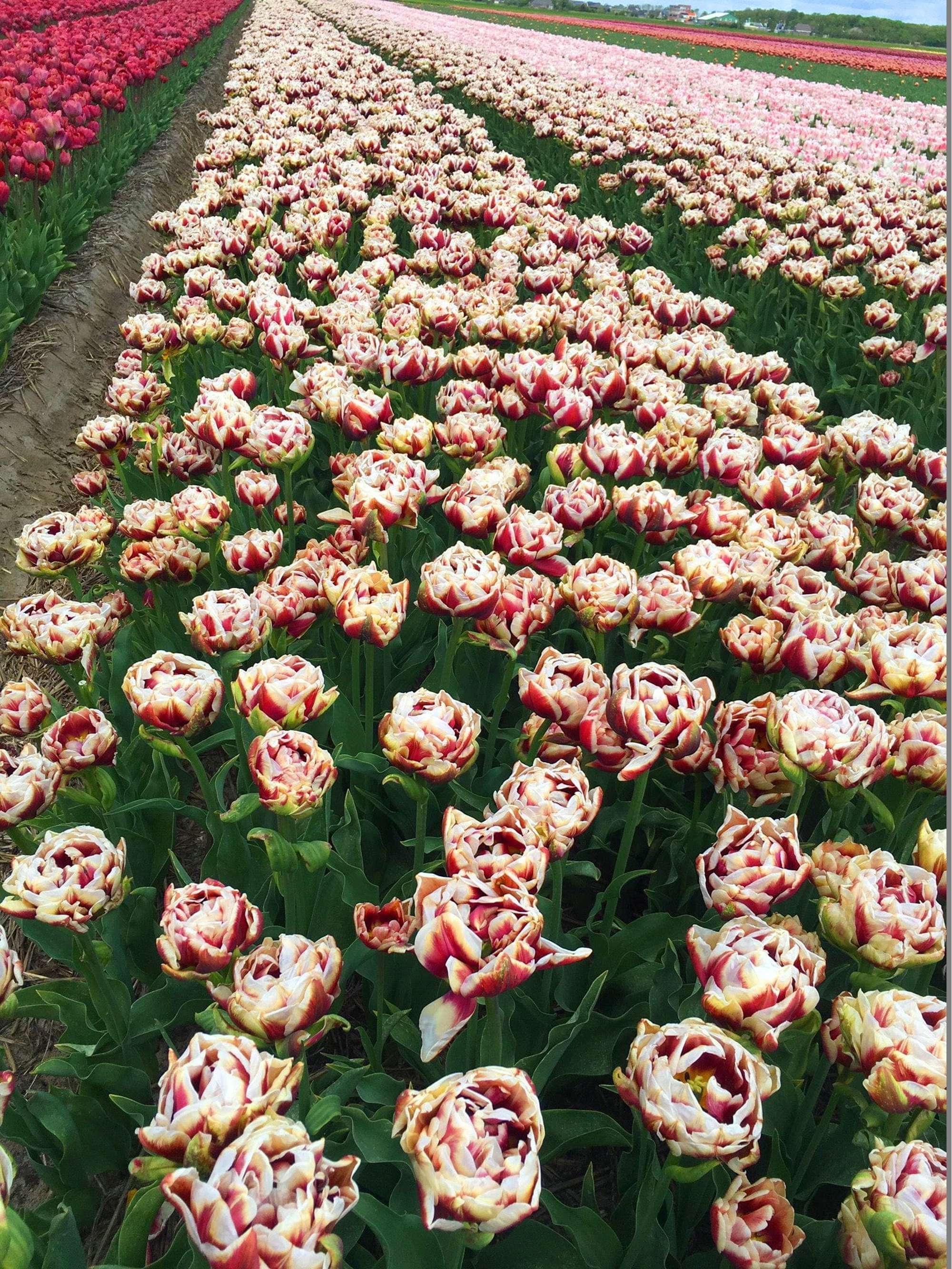Tulpe 'Wyndham'